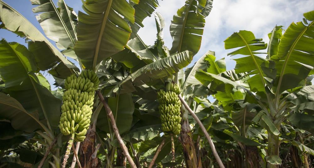 Banana Plantation