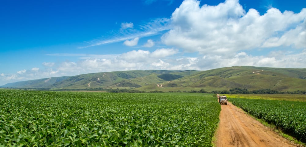 Soy Bean Plantation